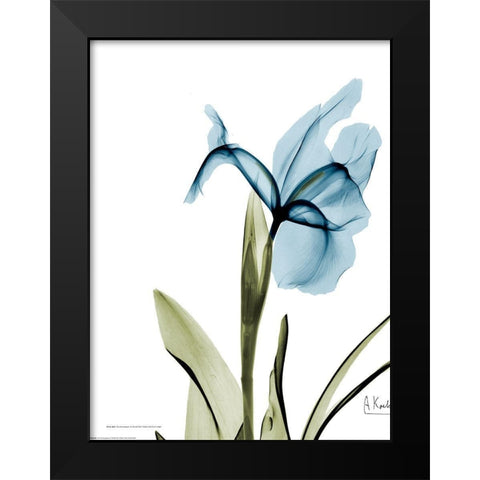 Iris B76 Black Modern Wood Framed Art Print by Koetsier, Albert