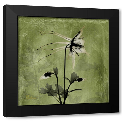 Columbine Black Modern Wood Framed Art Print with Double Matting by Koetsier, Albert