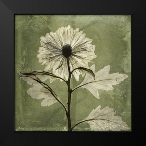 Chrysanthemum Black Modern Wood Framed Art Print by Koetsier, Albert