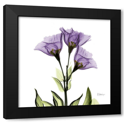 Gentian Purple L301 Black Modern Wood Framed Art Print by Koetsier, Albert