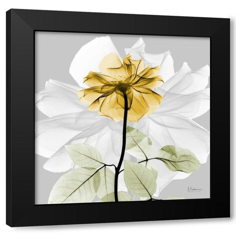 Rose in Gold 2 Black Modern Wood Framed Art Print with Double Matting by Koetsier, Albert