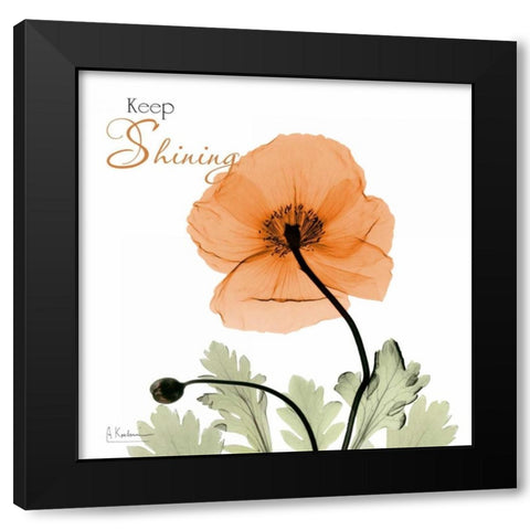 Keep Shining Iceland Poppy Black Modern Wood Framed Art Print with Double Matting by Koetsier, Albert