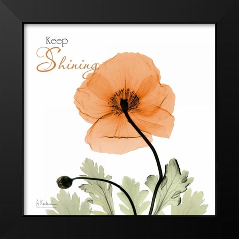 Keep Shining Iceland Poppy Black Modern Wood Framed Art Print by Koetsier, Albert