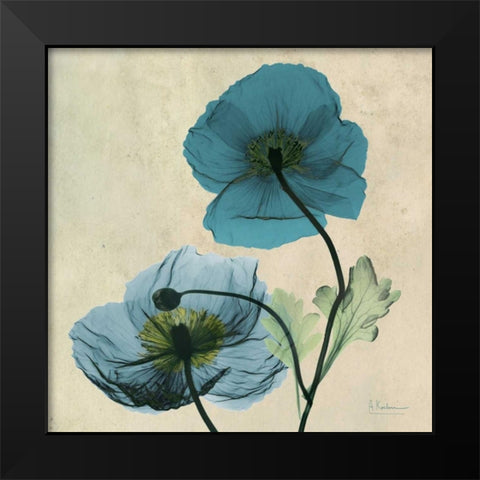 Iceland Poppy Black Modern Wood Framed Art Print by Koetsier, Albert