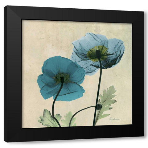 Iceland Poppy Black Modern Wood Framed Art Print by Koetsier, Albert