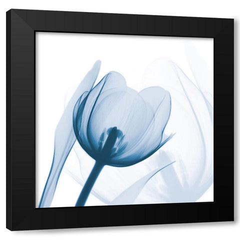 Indigo Tulip Black Modern Wood Framed Art Print by Koetsier, Albert