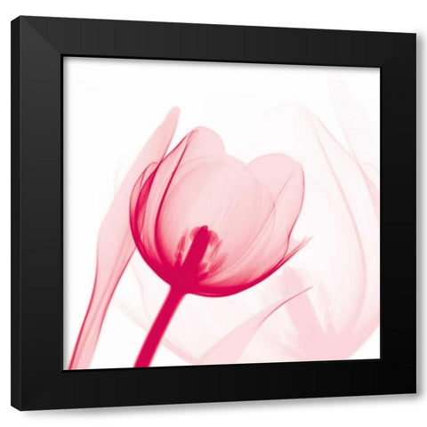 Magenta Tulip C68 Black Modern Wood Framed Art Print by Koetsier, Albert