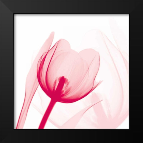 Magenta Tulip C68 Black Modern Wood Framed Art Print by Koetsier, Albert