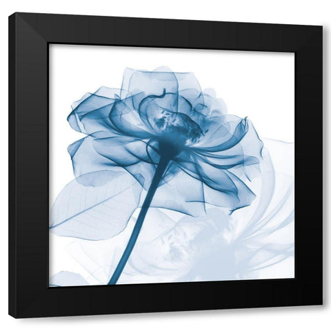 Indigo Rose Black Modern Wood Framed Art Print with Double Matting by Koetsier, Albert