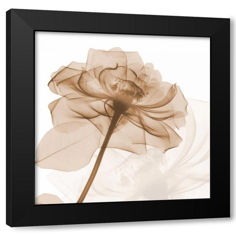 Mocha Rose Black Modern Wood Framed Art Print with Double Matting by Koetsier, Albert