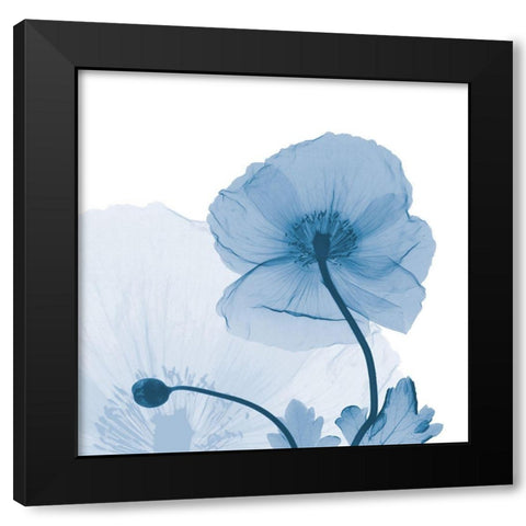 Indigo Iceland Poppy Black Modern Wood Framed Art Print with Double Matting by Koetsier, Albert