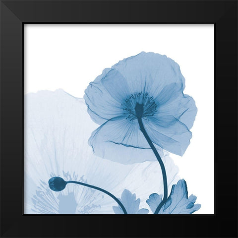 Indigo Iceland Poppy Black Modern Wood Framed Art Print by Koetsier, Albert