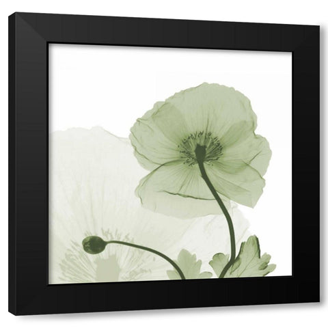 Sage Iceland Poppy Black Modern Wood Framed Art Print with Double Matting by Koetsier, Albert