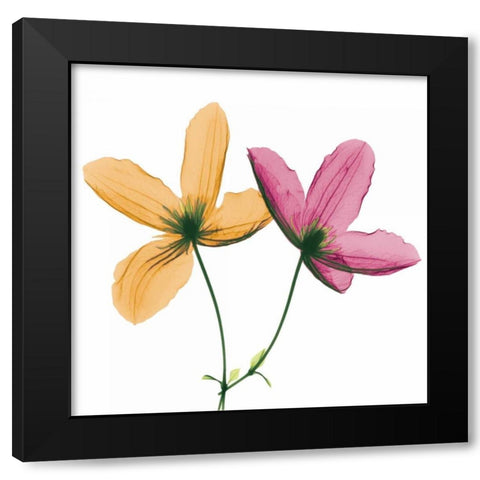 Two Clematis Black Modern Wood Framed Art Print with Double Matting by Koetsier, Albert