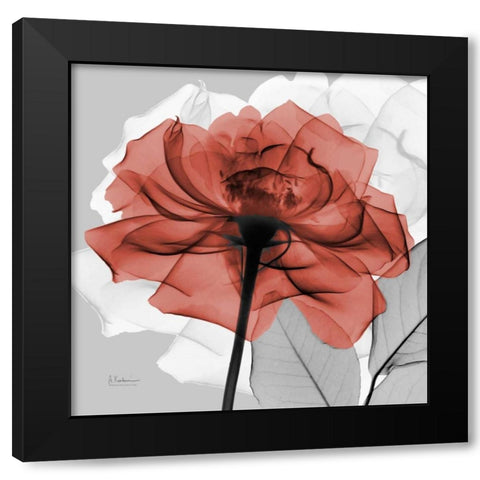 Rose on Gray 1 Black Modern Wood Framed Art Print with Double Matting by Koetsier, Albert