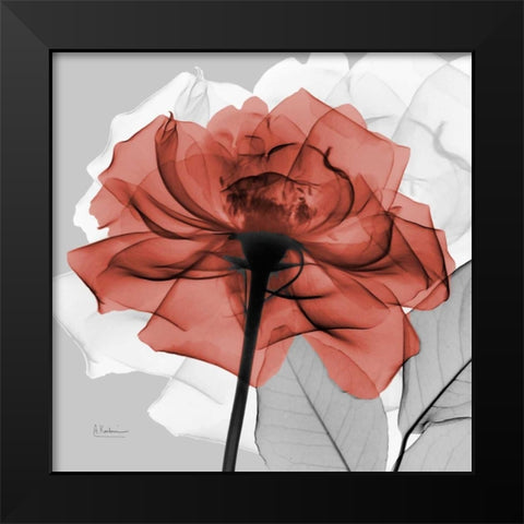 Rose on Gray 1 Black Modern Wood Framed Art Print by Koetsier, Albert