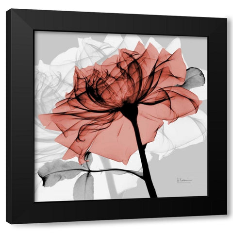 Rose on Gray 2 Black Modern Wood Framed Art Print with Double Matting by Koetsier, Albert