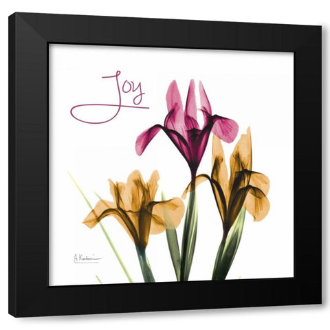 Pink Iris Joy Black Modern Wood Framed Art Print with Double Matting by Koetsier, Albert