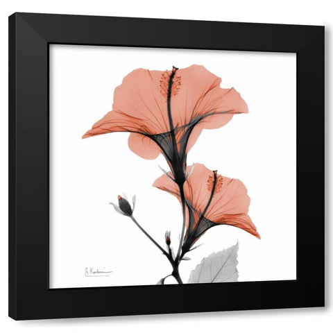 Soft Hibiscus Black Modern Wood Framed Art Print by Koetsier, Albert