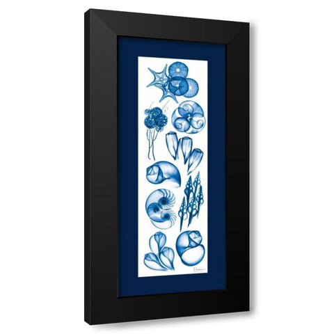 Sealife Blue Mate Black Modern Wood Framed Art Print with Double Matting by Koetsier, Albert