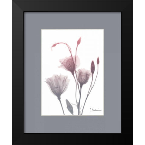 GentianB9 Pink Matte Black Modern Wood Framed Art Print by Koetsier, Albert