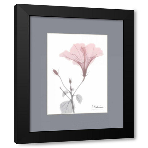 Hibiscus B49 Pink Matte Black Modern Wood Framed Art Print by Koetsier, Albert