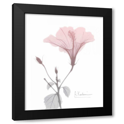 Hibiscus B49 Pink Black Modern Wood Framed Art Print by Koetsier, Albert