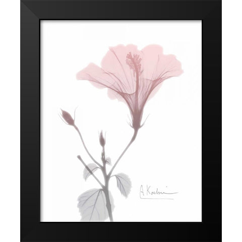 Hibiscus B49 Pink Black Modern Wood Framed Art Print by Koetsier, Albert