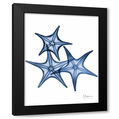 Blue Trio Starfish Black Modern Wood Framed Art Print with Double Matting by Koetsier, Albert