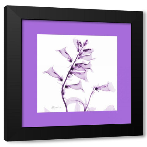 Foxglove  Bordered Black Modern Wood Framed Art Print with Double Matting by Koetsier, Albert