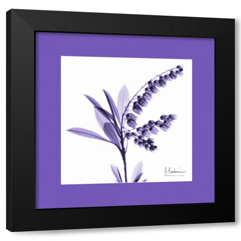 Lily Of The Valley Bordered Black Modern Wood Framed Art Print with Double Matting by Koetsier, Albert