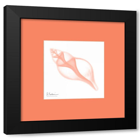 Tulip Shell Peach Matte Black Modern Wood Framed Art Print by Koetsier, Albert