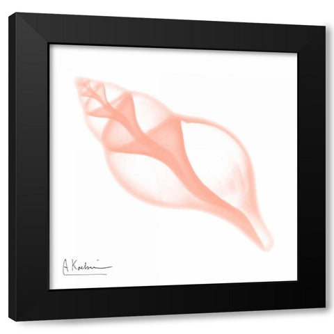 Peach Tulip Shell Black Modern Wood Framed Art Print with Double Matting by Koetsier, Albert