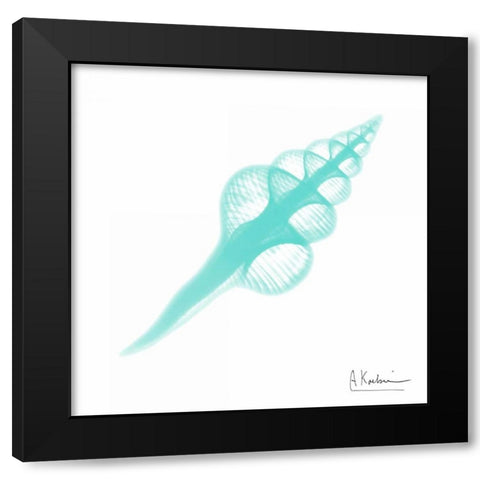 Seafoam Fusinus Colus Black Modern Wood Framed Art Print with Double Matting by Koetsier, Albert