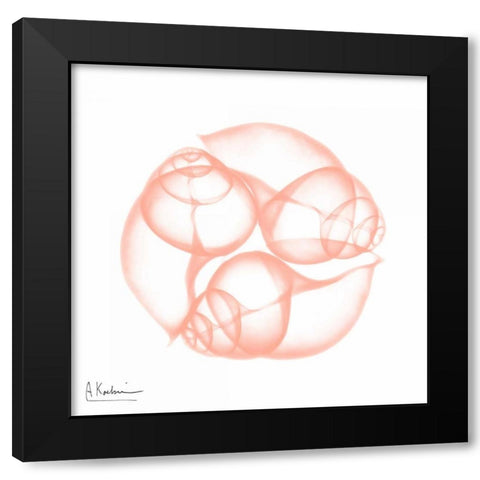 Peach Snail Shell Black Modern Wood Framed Art Print by Koetsier, Albert