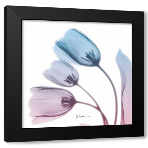 Soft Tulips Rose Serenity Black Modern Wood Framed Art Print by Koetsier, Albert