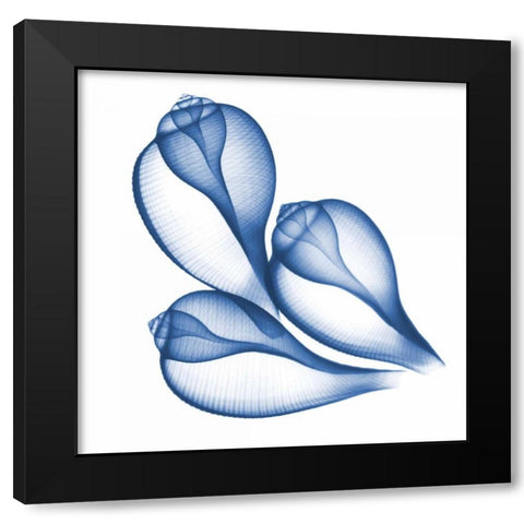 Blue Three Conch Black Modern Wood Framed Art Print with Double Matting by Koetsier, Albert