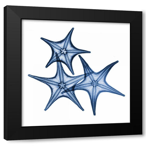 Blue Three Starfish Black Modern Wood Framed Art Print by Koetsier, Albert
