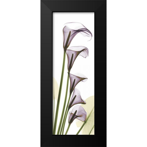 Lavender Dreams Black Modern Wood Framed Art Print by Koetsier, Albert