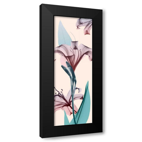 Spring Lily Black Modern Wood Framed Art Print with Double Matting by Koetsier, Albert
