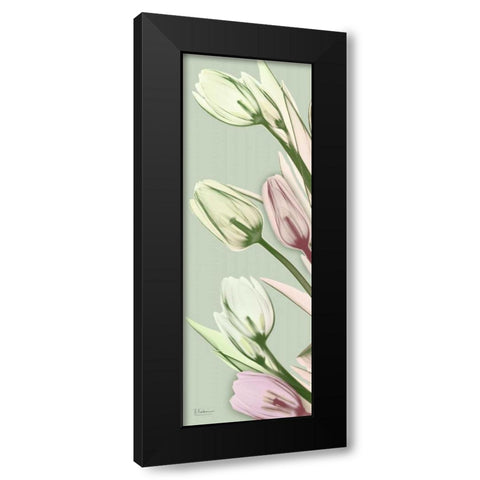 Spring Time Tulips Black Modern Wood Framed Art Print with Double Matting by Koetsier, Albert