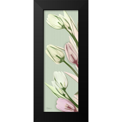 Spring Time Tulips Black Modern Wood Framed Art Print by Koetsier, Albert