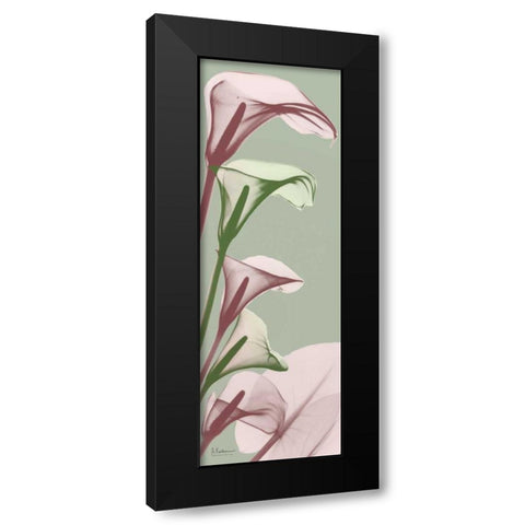 Spring Time Calla Lilies Black Modern Wood Framed Art Print with Double Matting by Koetsier, Albert