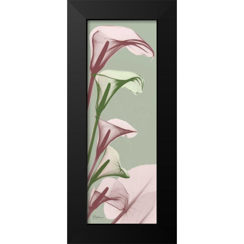 Spring Time Calla Lilies Black Modern Wood Framed Art Print by Koetsier, Albert