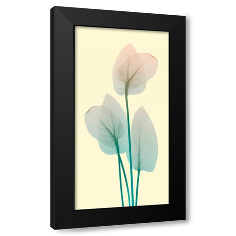 Blissful Bloom 1 Black Modern Wood Framed Art Print with Double Matting by Koetsier, Albert