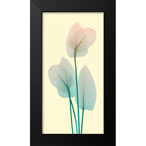 Blissful Bloom 1 Black Modern Wood Framed Art Print by Koetsier, Albert