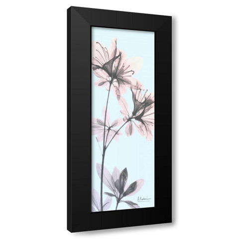 Paradise Azalea Black Modern Wood Framed Art Print with Double Matting by Koetsier, Albert