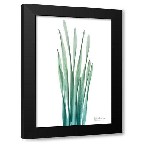 Radiant Hyacinth Leaf 2 Black Modern Wood Framed Art Print with Double Matting by Koetsier, Albert