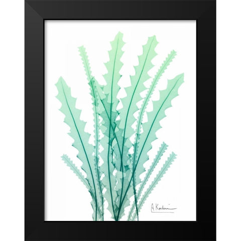 Radiant Banksia Black Modern Wood Framed Art Print by Koetsier, Albert