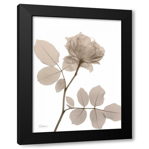 Rose Cream 1 Black Modern Wood Framed Art Print by Koetsier, Albert